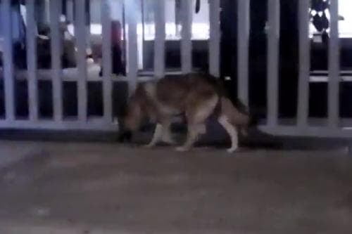 Video: Que presunto lobo escapado de zoológico, sólo es un perro doméstico